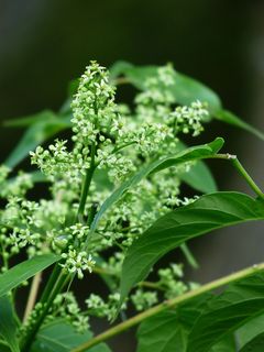 花，花序，叶子，叶子