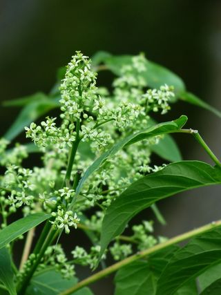 花，花序，叶子，叶子