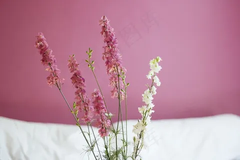 植物,花卉,箩筐树,盆栽植物,齿叶薰衣草,花粉红色