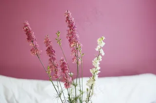 植物,花卉,箩筐树,盆栽植物,齿叶薰衣草,花粉红色