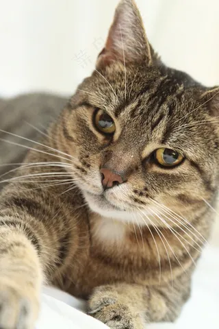 肖像，猫，猫的，动物