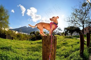 狗，吉娃娃，小狗，宠物，动物，狗，渺小，品种