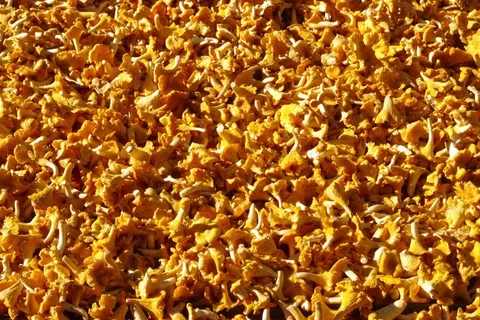 蘑菇，市场，鸡油菌