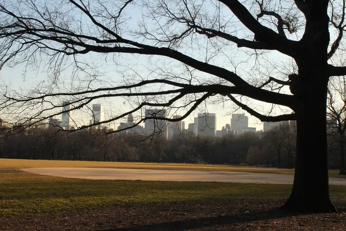 树木，剪影，黑暗，树枝，黑色，树林，伍迪