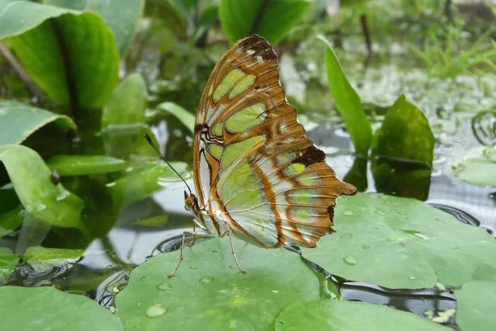 孔雀蝴蝶，蝴蝶，Siproeta Stelenes，翼