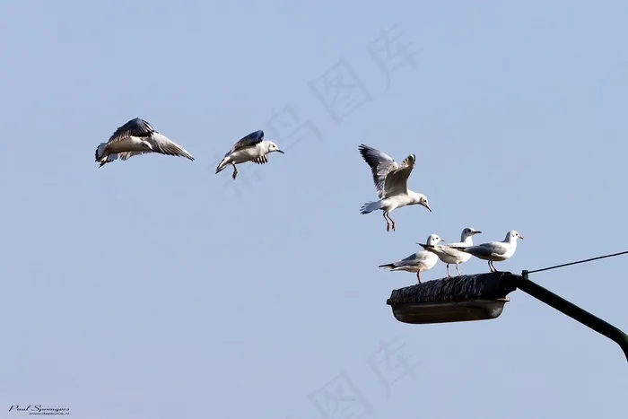 鸟，海鸥，翅膀，自然