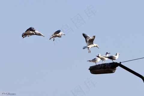 鸟，海鸥，翅膀，自然
