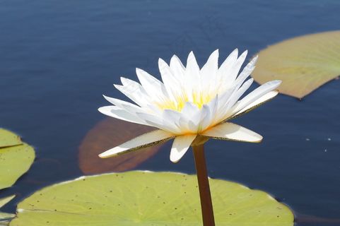 花卉，睡莲，非洲，Okavango，博茨瓦纳