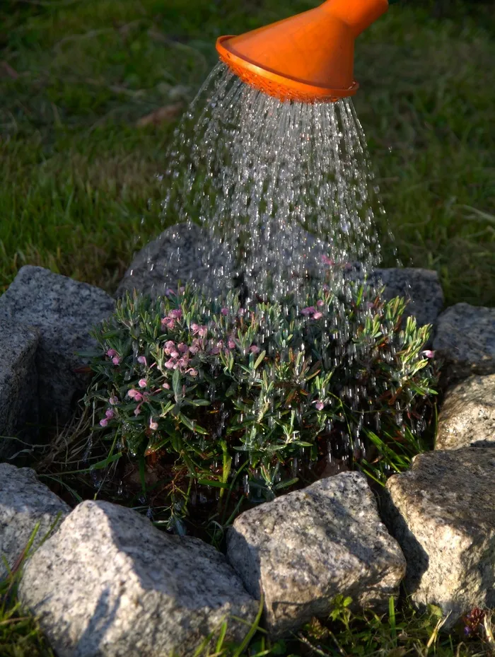 浇水，园艺，植物，照顾人，花卉