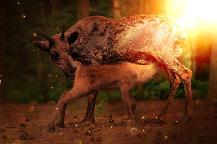 野生，野生动物，年轻的动物，大坝，森林，自然