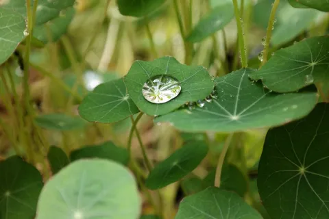 一滴水,闪耀,金莲花,雨滴 一滴水,闪耀,金莲花,雨滴