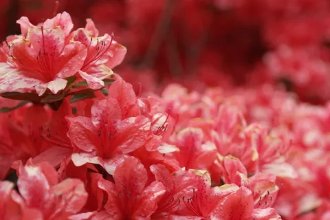 杜鹃花,鲜花,粉红色,性质,红色的花,春天 杜鹃花,鲜花,粉红色,性质,红色的花,春天