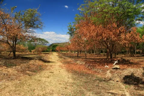 炮匠,托利马,景观,人,美丽的风景 炮匠,托利马,景观,人,美丽的风景