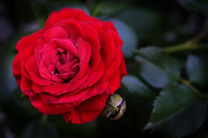 玫瑰，红色，花，开花，玫瑰绽放