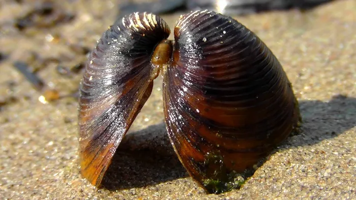 贻贝，海上货运，浮石，海滩，薄壳，关闭