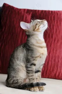 宠物，猫，星期六，凝胶评论