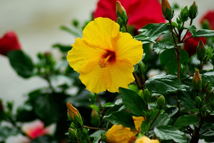 鲜花，芙蓉花，雌蕊，红色，黄色