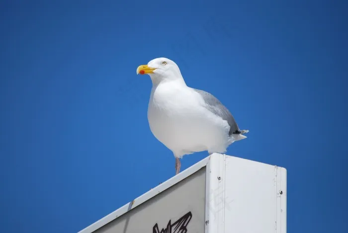 海，自然，鸟