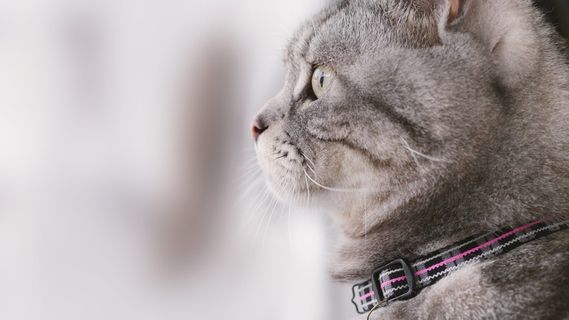 猫咪猫，宠物，凝胶评论，猫，侧面