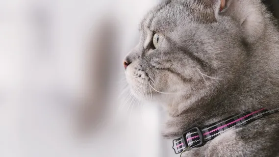 猫咪猫，宠物，凝胶评论，猫，侧面