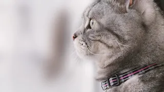 猫咪猫，宠物，凝胶评论，猫，侧面