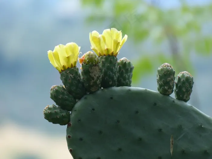 仙人掌，开花，明亮，黄色
