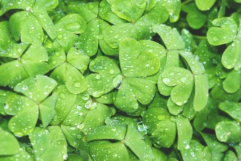 三叶草,绿色,湿,三叶草,叶子,性质,春天 三叶草,绿色,湿,三叶草,叶子,性质,春天