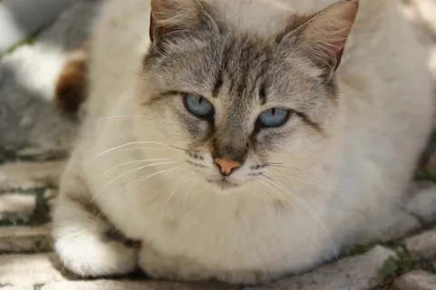 猫,铺设,宠物,动物,家畜,猫的,可爱 猫,铺设,宠物,动物,家畜,猫的,可爱