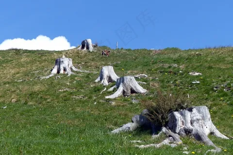 树桩，风化，漂白，木材，性质，老