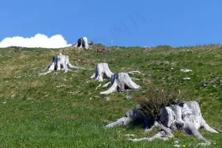 树桩，风化，漂白，木材，性质，老