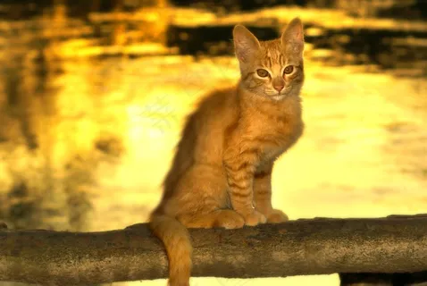 猫,里约热内卢,黄昏 猫,里约热内卢,黄昏