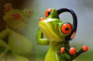 为你，歌曲，爱情，唱歌，青蛙，小姐，无花果，甜蜜，痛苦