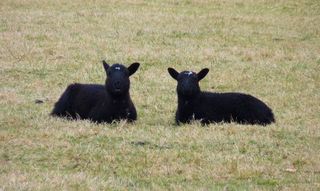 薰衣草,苏格兰梗,牤牛,小狗,黑熊,双胞胎