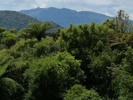 新西兰，自然，风景，北岛，森林