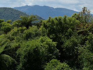 新西兰，自然，风景，北岛，森林