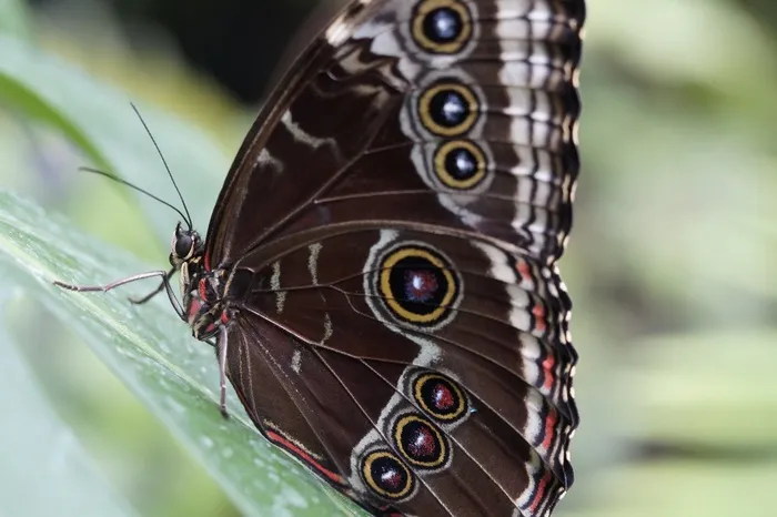 蓝色Morpho，蝴蝶，雨林，Morpho Peleides
