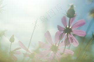 鲜花，太阳，光，花，背景，桌面