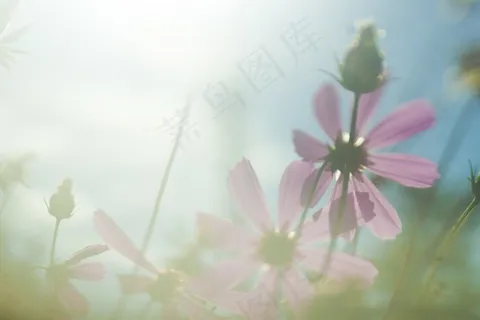 鲜花,太阳,光,花,背景,桌面 鲜花,太阳,光,花,背景,桌面