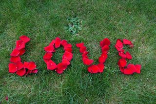 玫瑰，心脏，爱情，花，红色