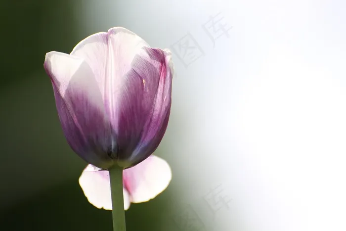 郁金香，花，春天，性质，植物，开花，盛开