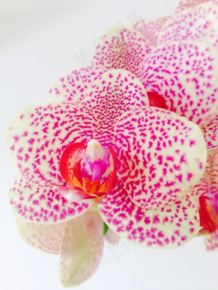 兰花，花，粉红色