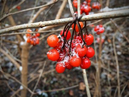 浆果，红色，水果，雪，成熟，冷轧，弗罗斯特，甜点