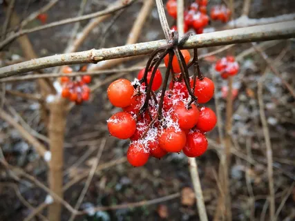 浆果，红色，水果，雪，成熟，冷轧，弗罗斯特，甜点