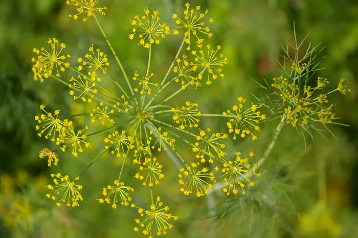 莳萝，绿色，黄瓜药草，香料，花园，药草