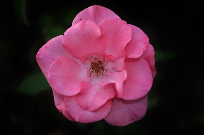 玫瑰，粉红色的，花，植物，性质，Εκδηλώσεις，嫩，爱