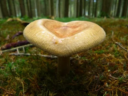 蘑菇，秋季，自然，棕色，心形