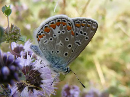 蝴蝶，蓝色，着色，昆虫，草，花