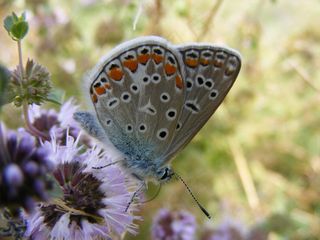 蝴蝶，蓝色，着色，昆虫，草，花