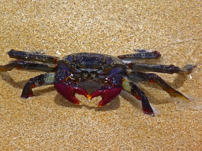 螃蟹，海滩，富埃特文图拉岛，西班牙