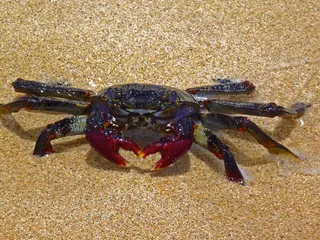 螃蟹，海滩，富埃特文图拉岛，西班牙